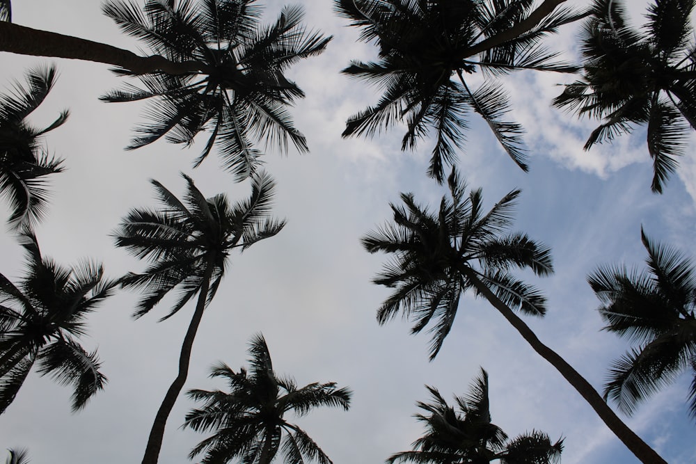 a group of tall palm trees against a blue sky