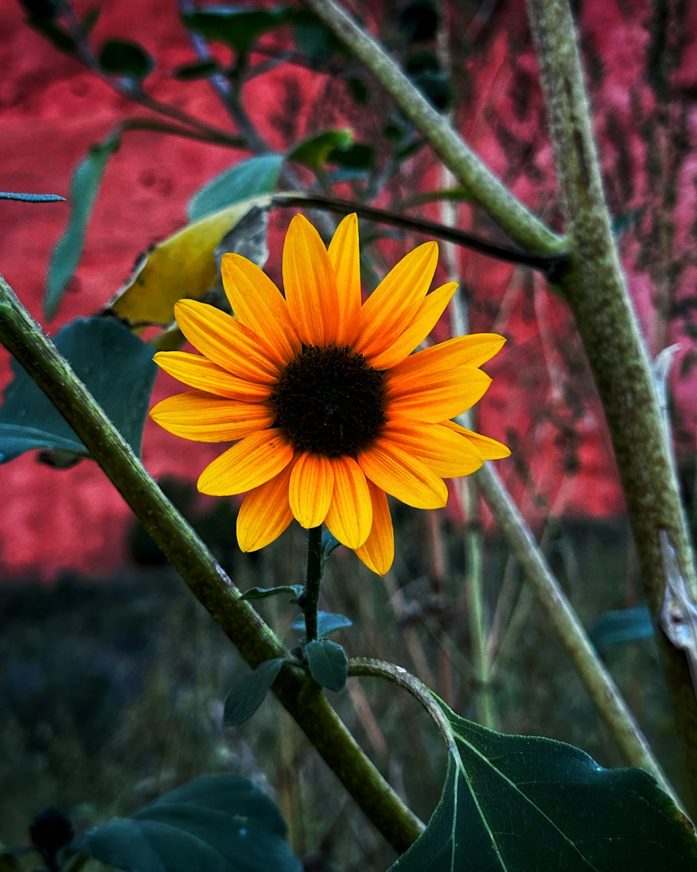 a yellow sunflower with a red wall in the background