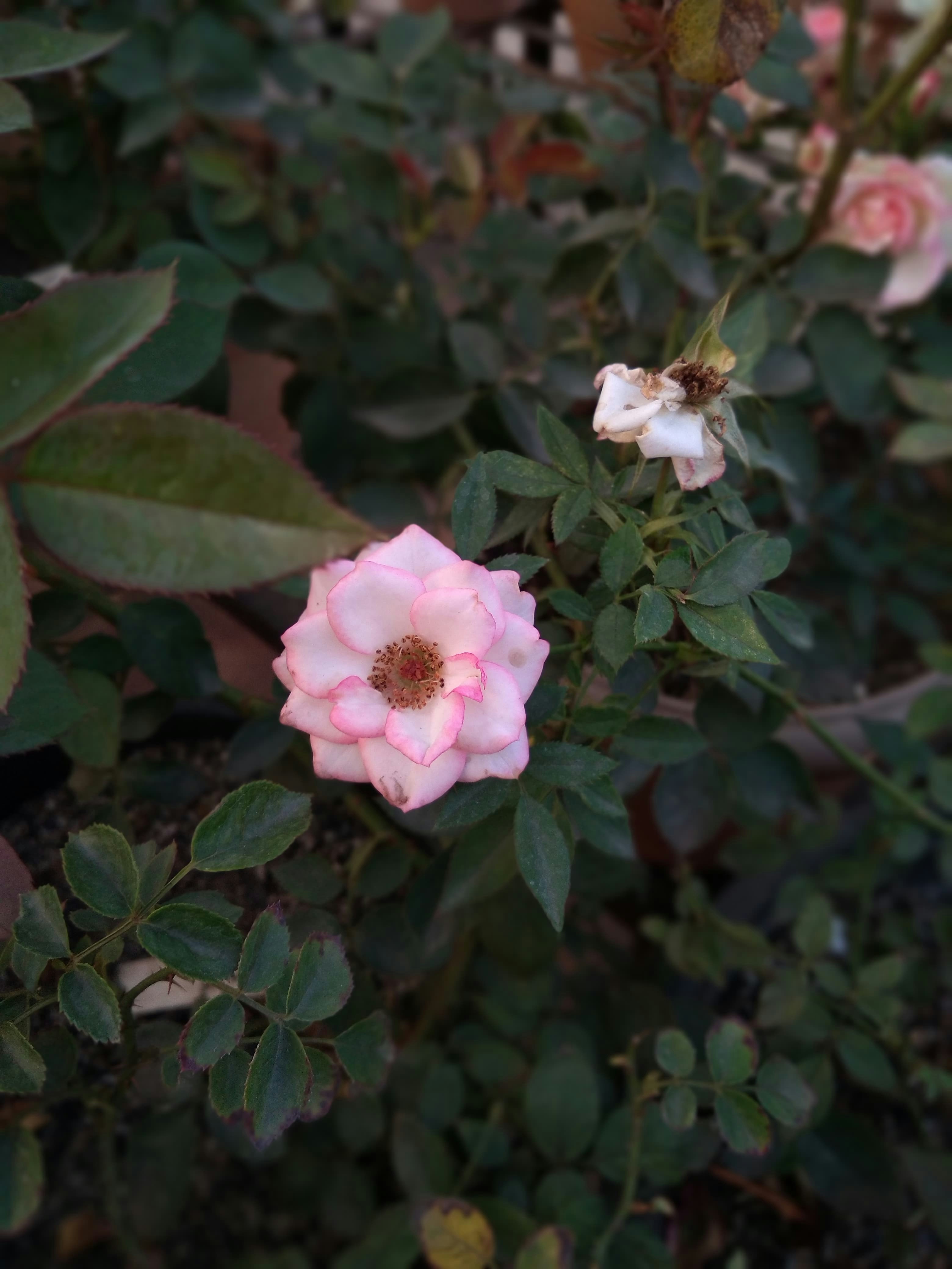 Photo by chinmaydhope18