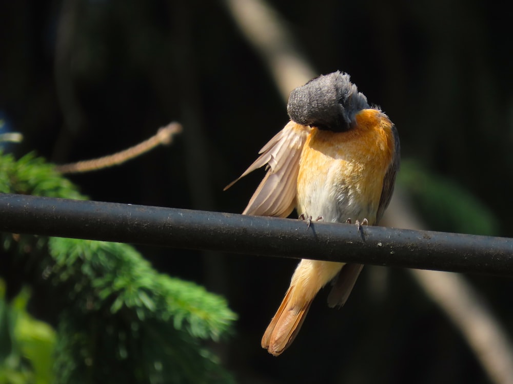 a small bird sitting on top of a metal bar