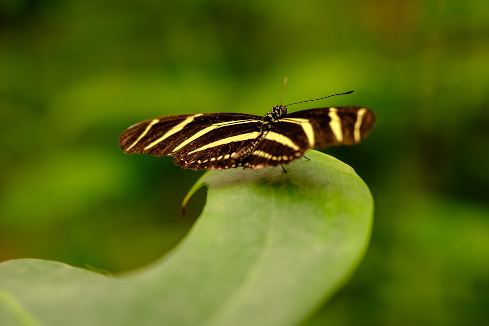 a black and white striped butterfly sitting on a green leaf