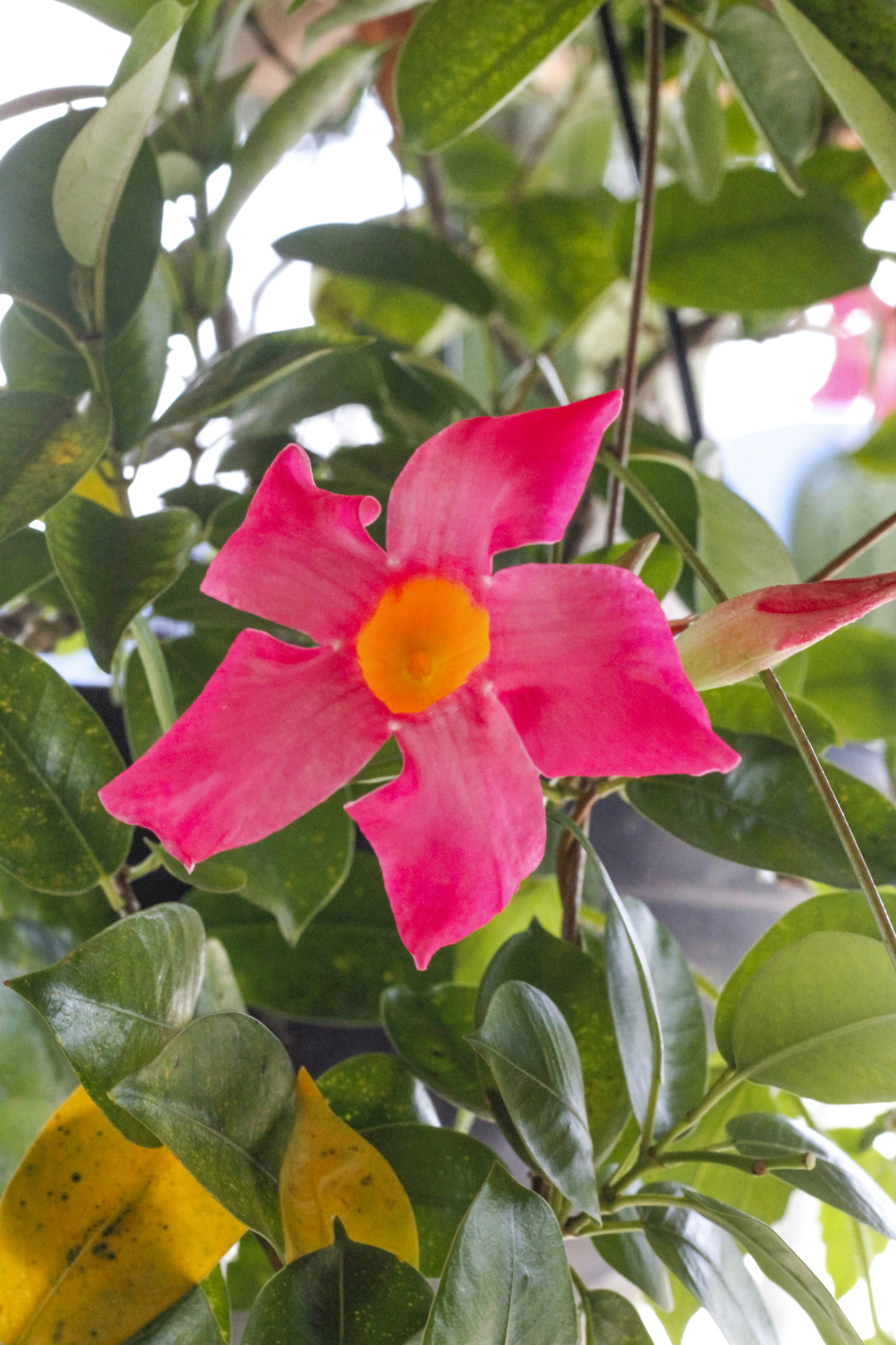 una flor rosa con un centro amarillo en un árbol