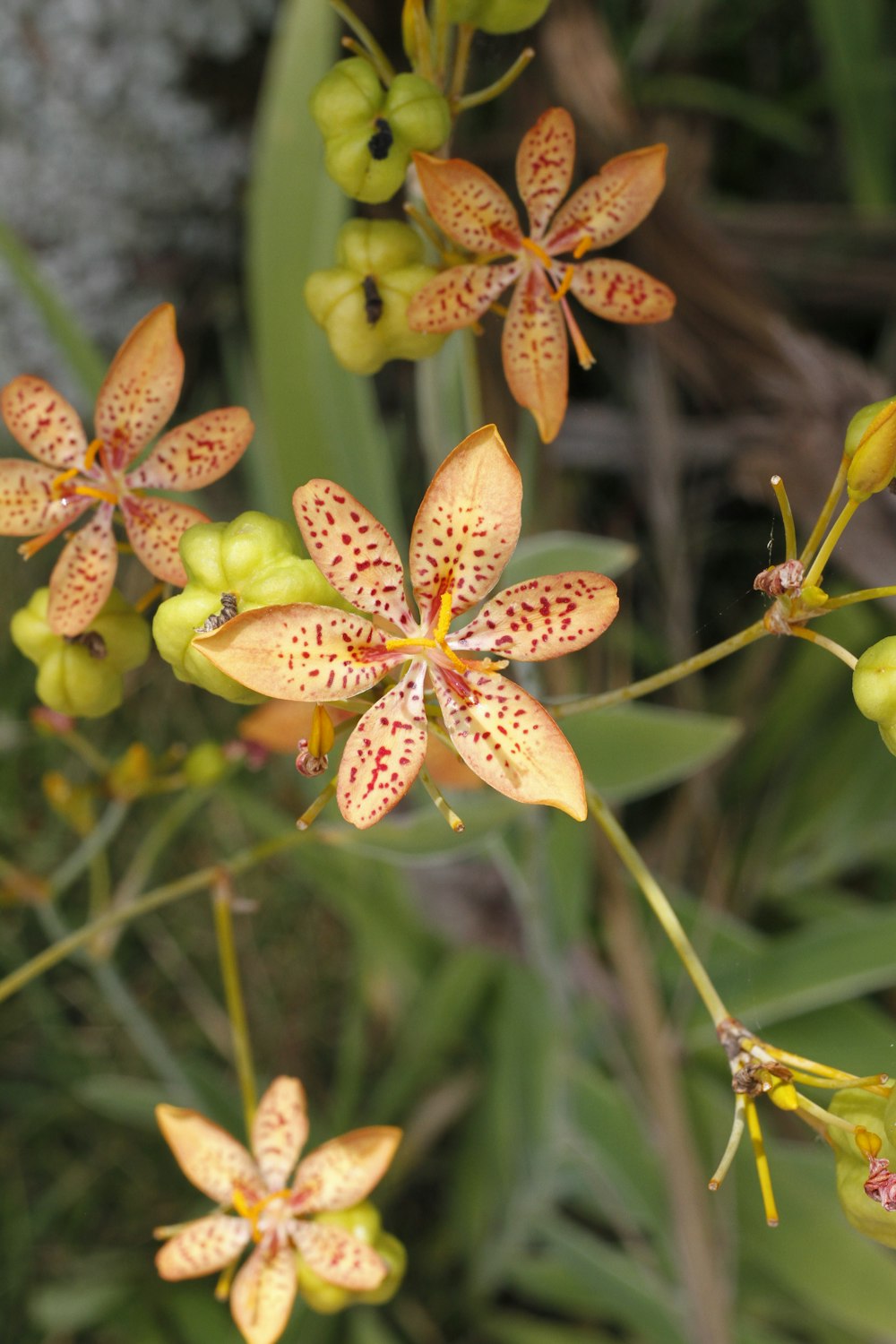 um close up de um ramo de flores em uma planta