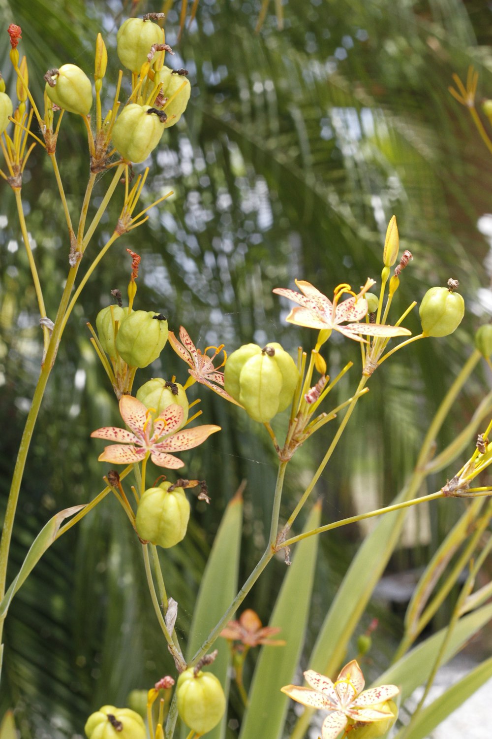 a close up of a plant with yellow flowers