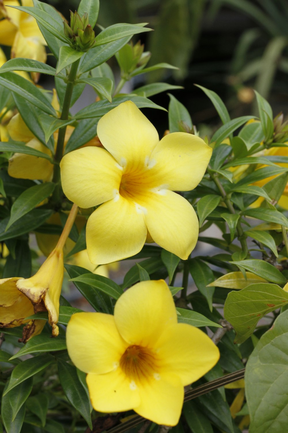 um arbusto de flores amarelas com folhas verdes