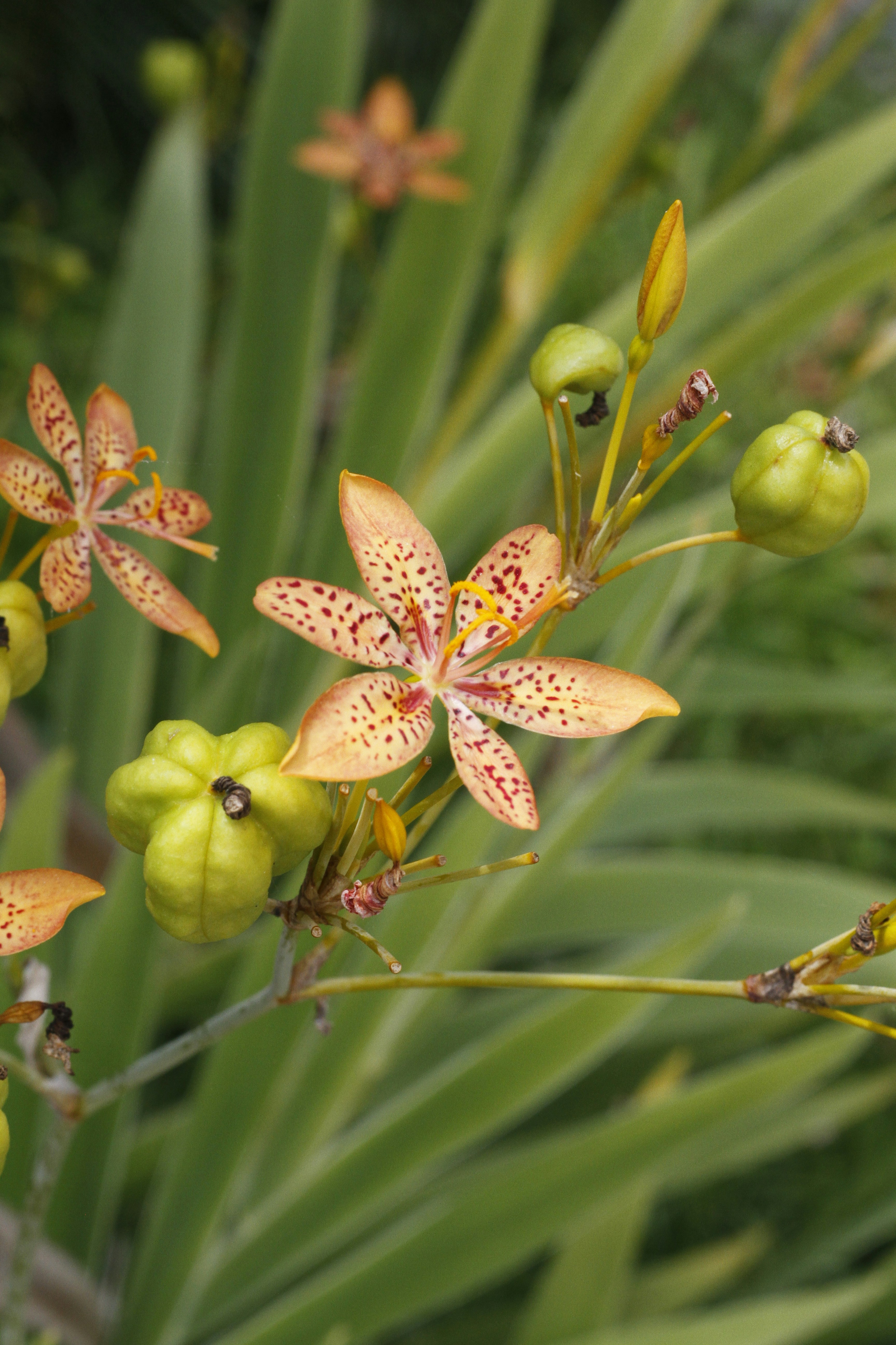a close up of a flower on a plant