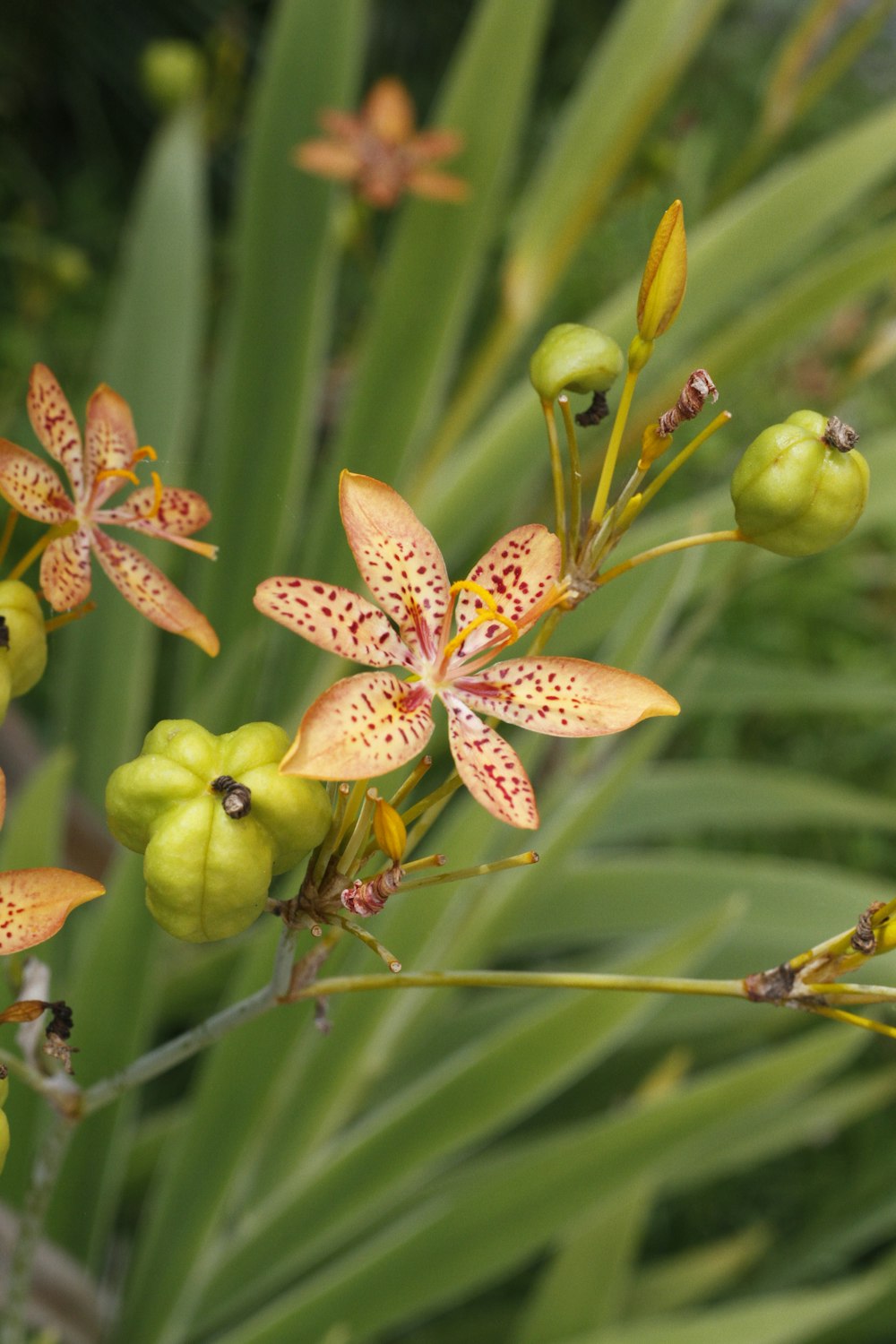 um close up de uma flor em uma planta