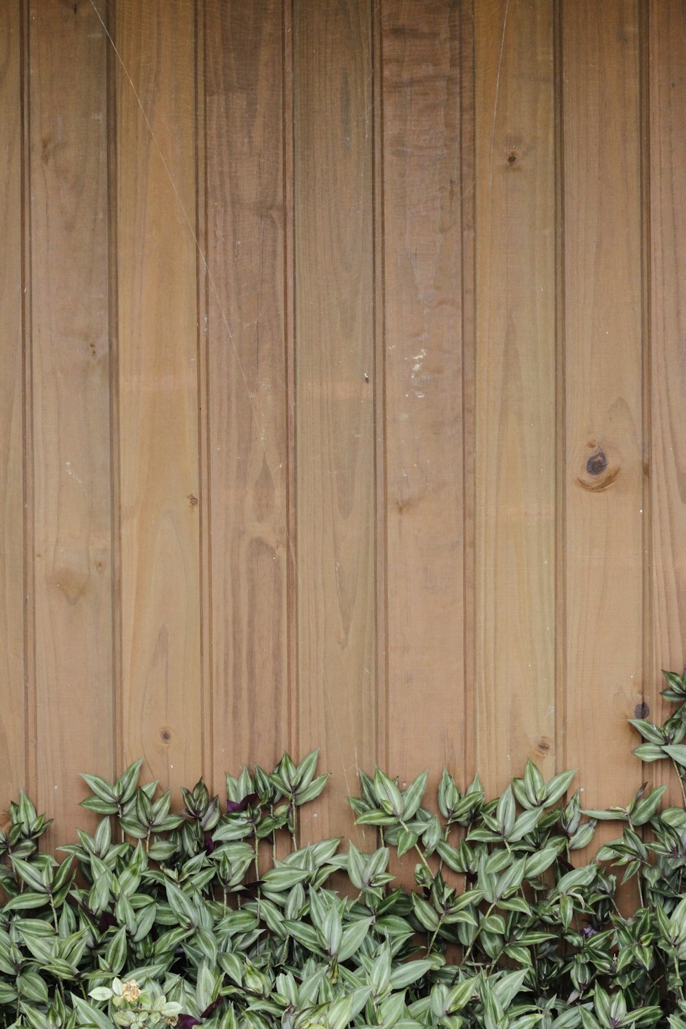 a cat sitting on a bench in front of a wooden wall