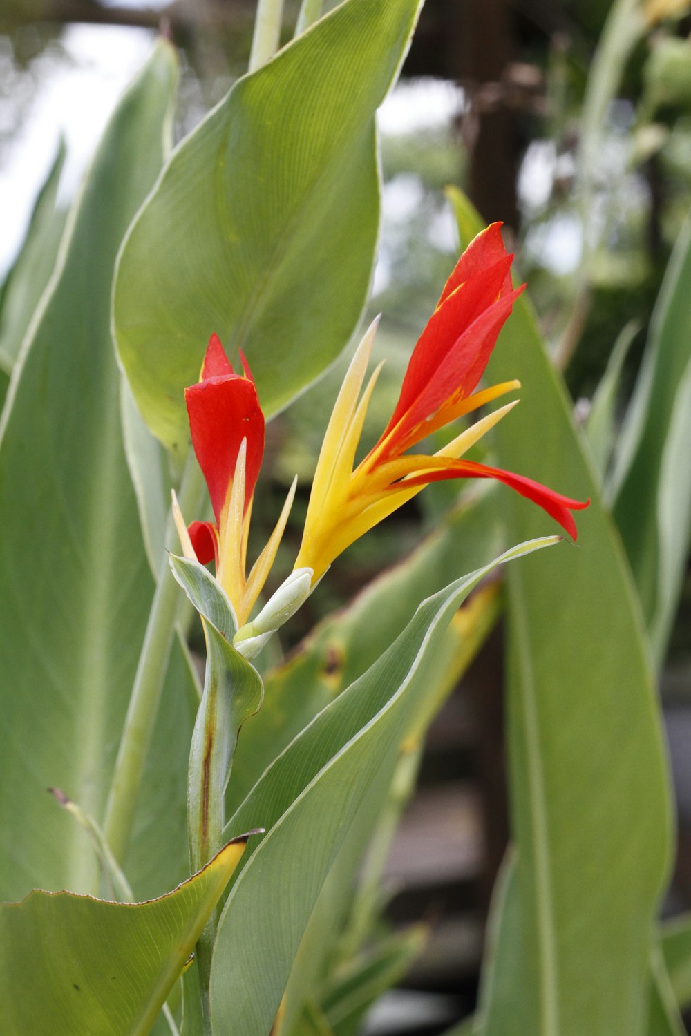 a red and yellow flower with green leaves