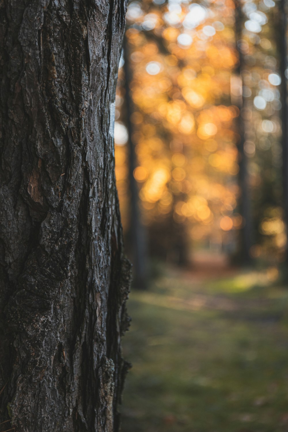 a close up of a tree trunk in a forest