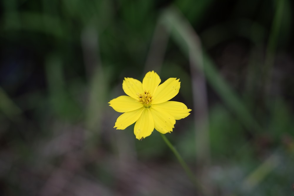 un singolo fiore giallo con uno sfondo sfocato