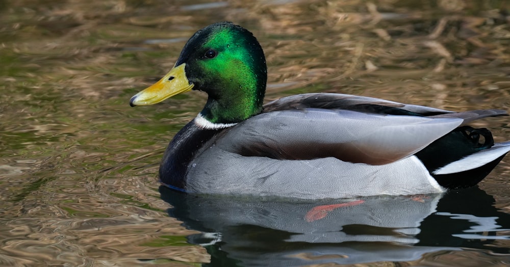 a duck with a yellow beak is swimming in the water