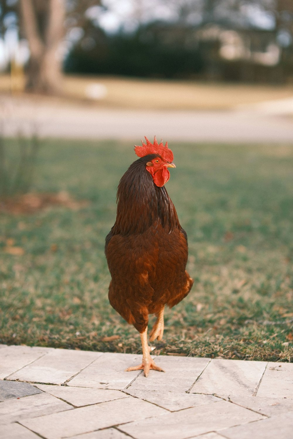 a rooster standing on a sidewalk in the grass
