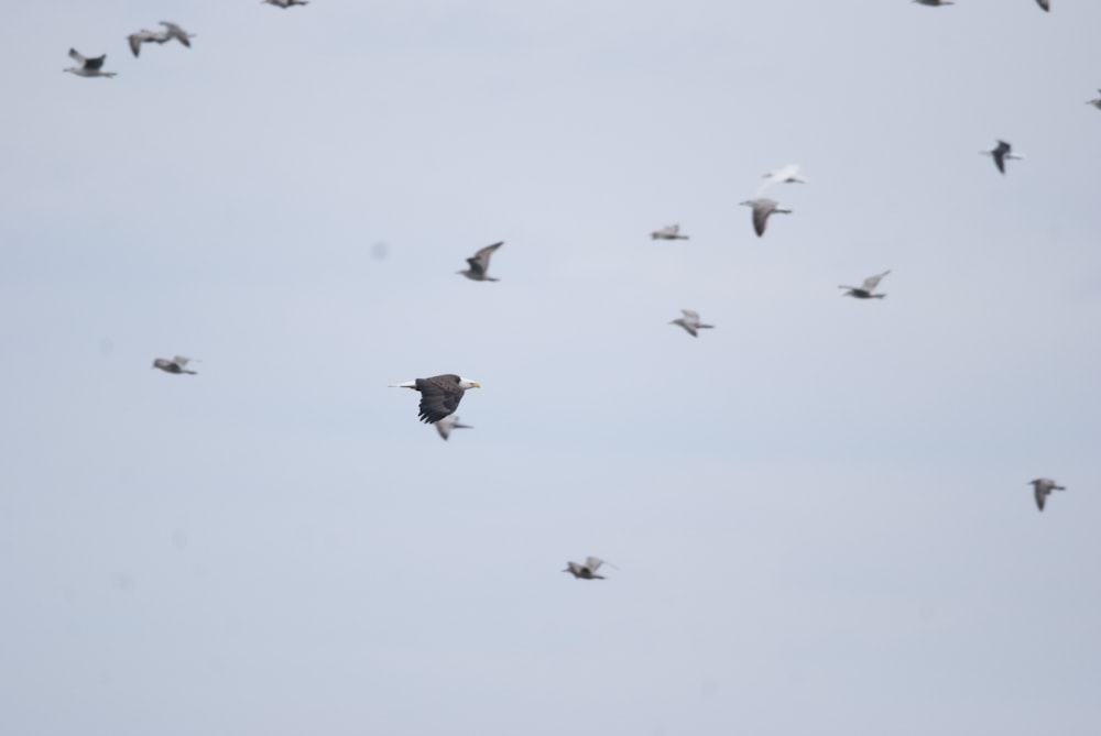 a flock of birds flying through a cloudy sky