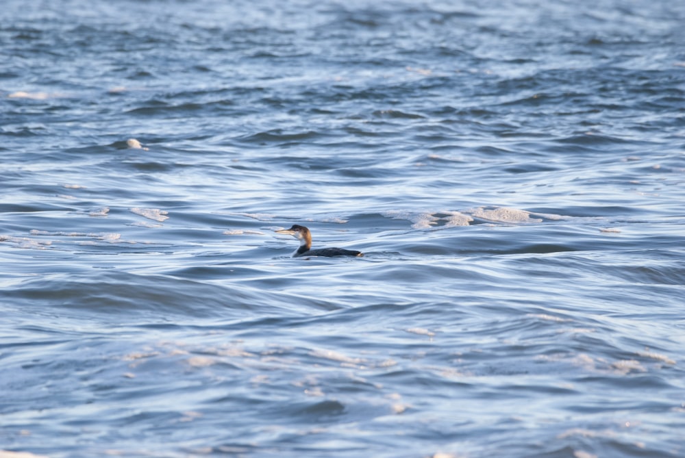 a bird floating on top of a body of water