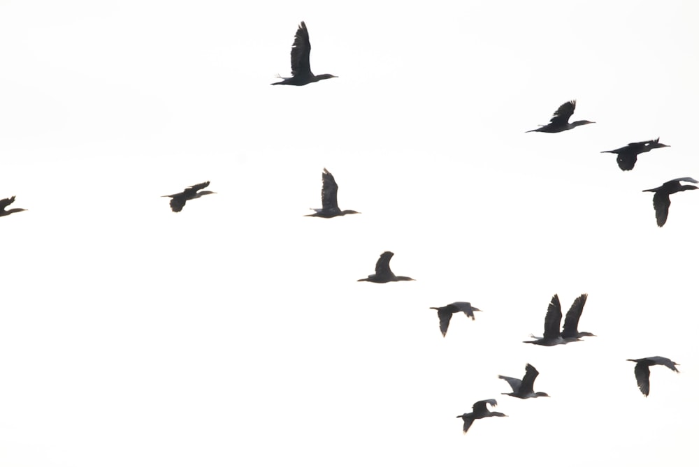 a flock of birds flying through a white sky
