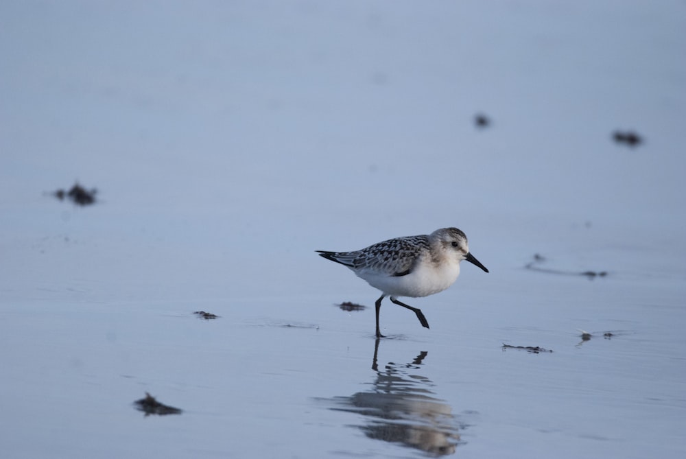 a small bird is standing in the water