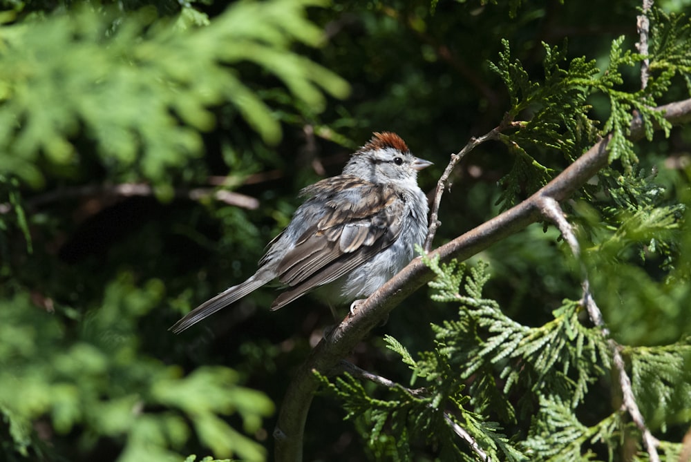 a small bird perched on a tree branch