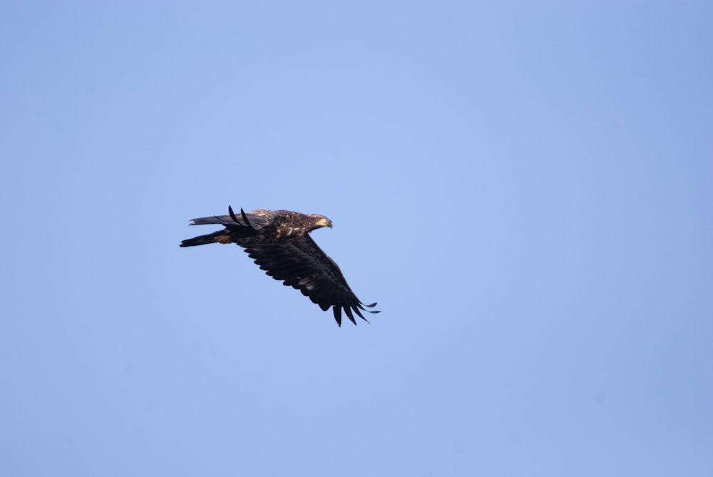 ein großer Vogel, der durch einen blauen Himmel fliegt