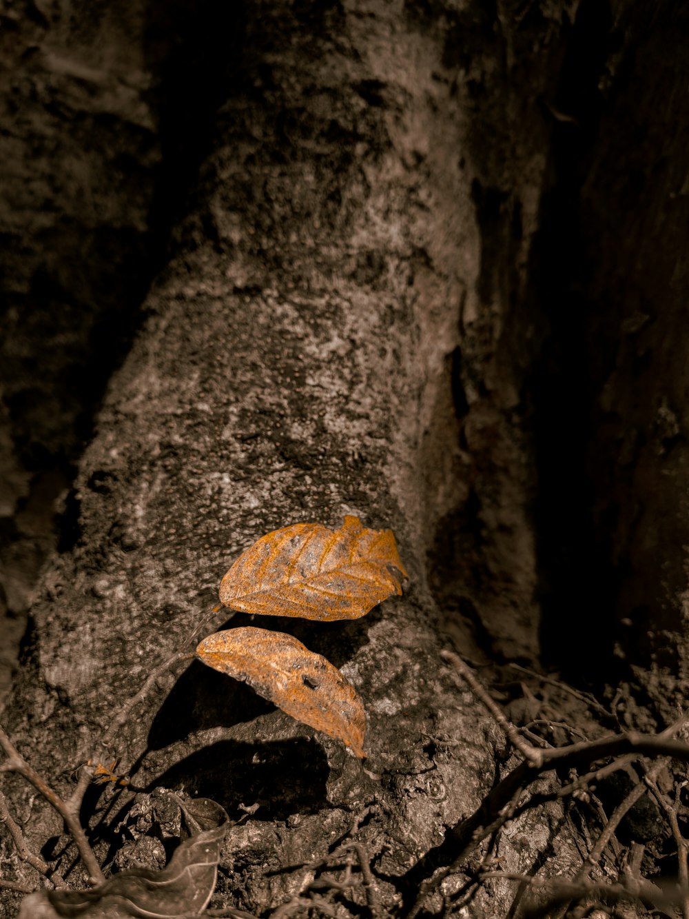 a leaf that is sitting on the ground