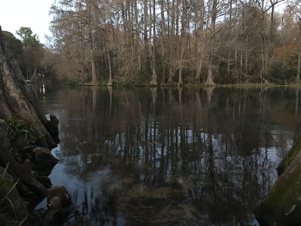 a body of water surrounded by trees and rocks