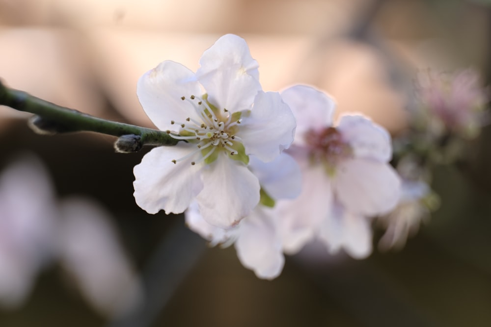 a close up of a flower on a tree branch