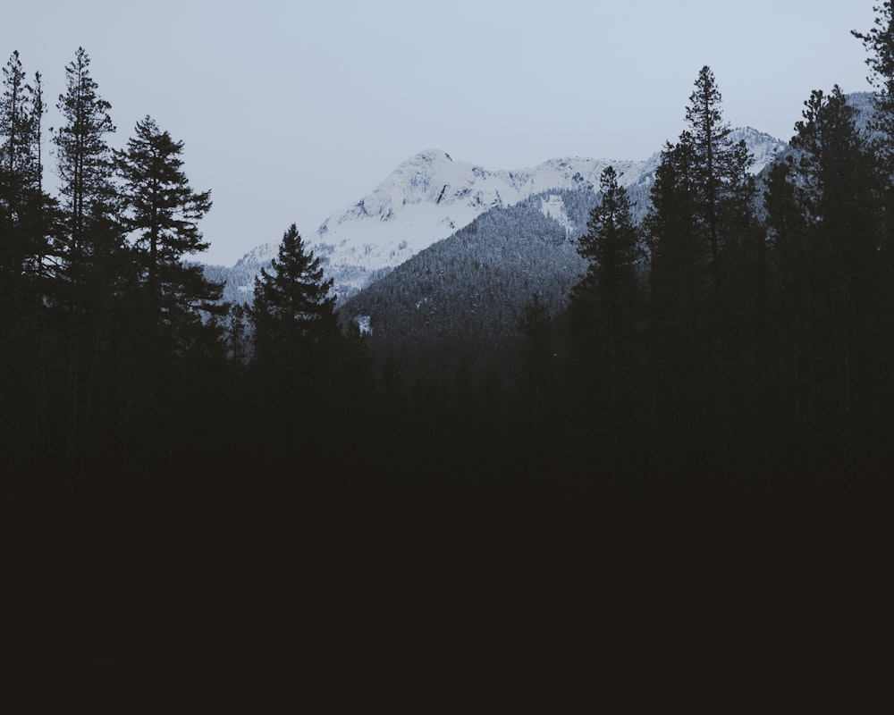 a snowy mountain with trees in the foreground