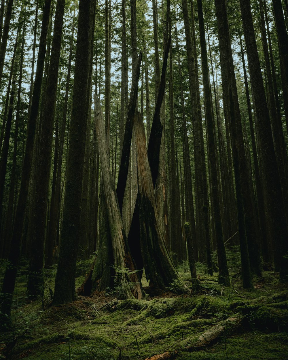 森の真ん中にある大木