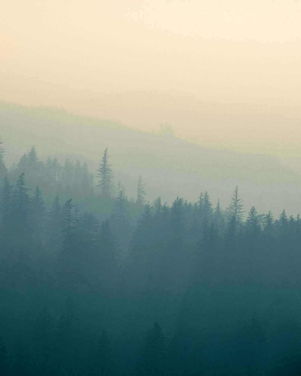 a foggy forest filled with lots of trees