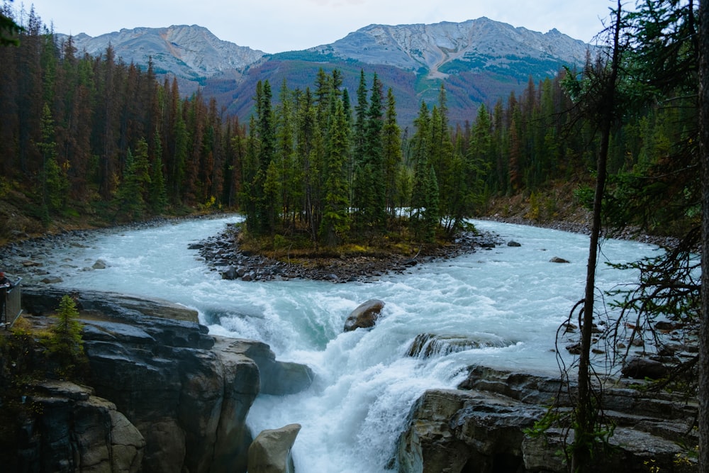 a river running through a lush green forest