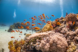 a large group of fish swimming over a coral reef