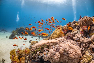 a large group of fish swimming over a coral reef