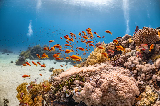 a large group of fish swimming over a coral reef