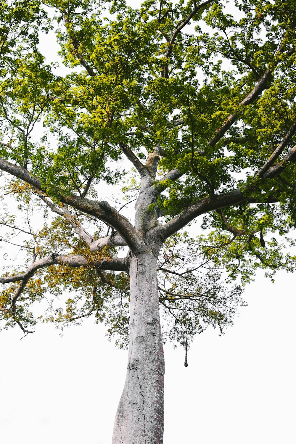 a large tree with a very tall trunk