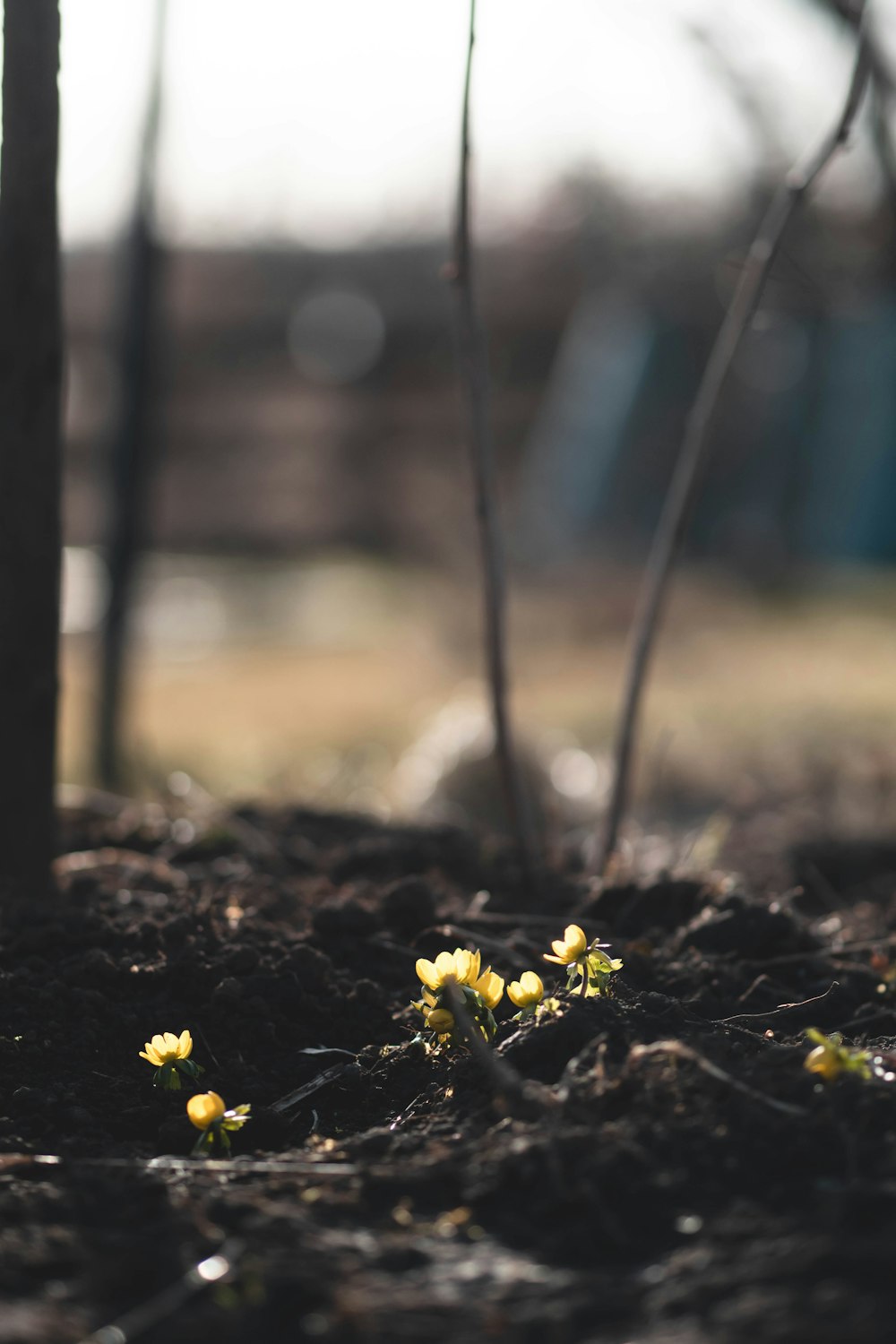 small yellow flowers are growing in the dirt