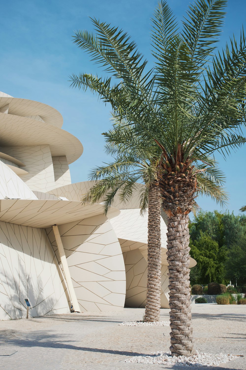 a palm tree in front of a building