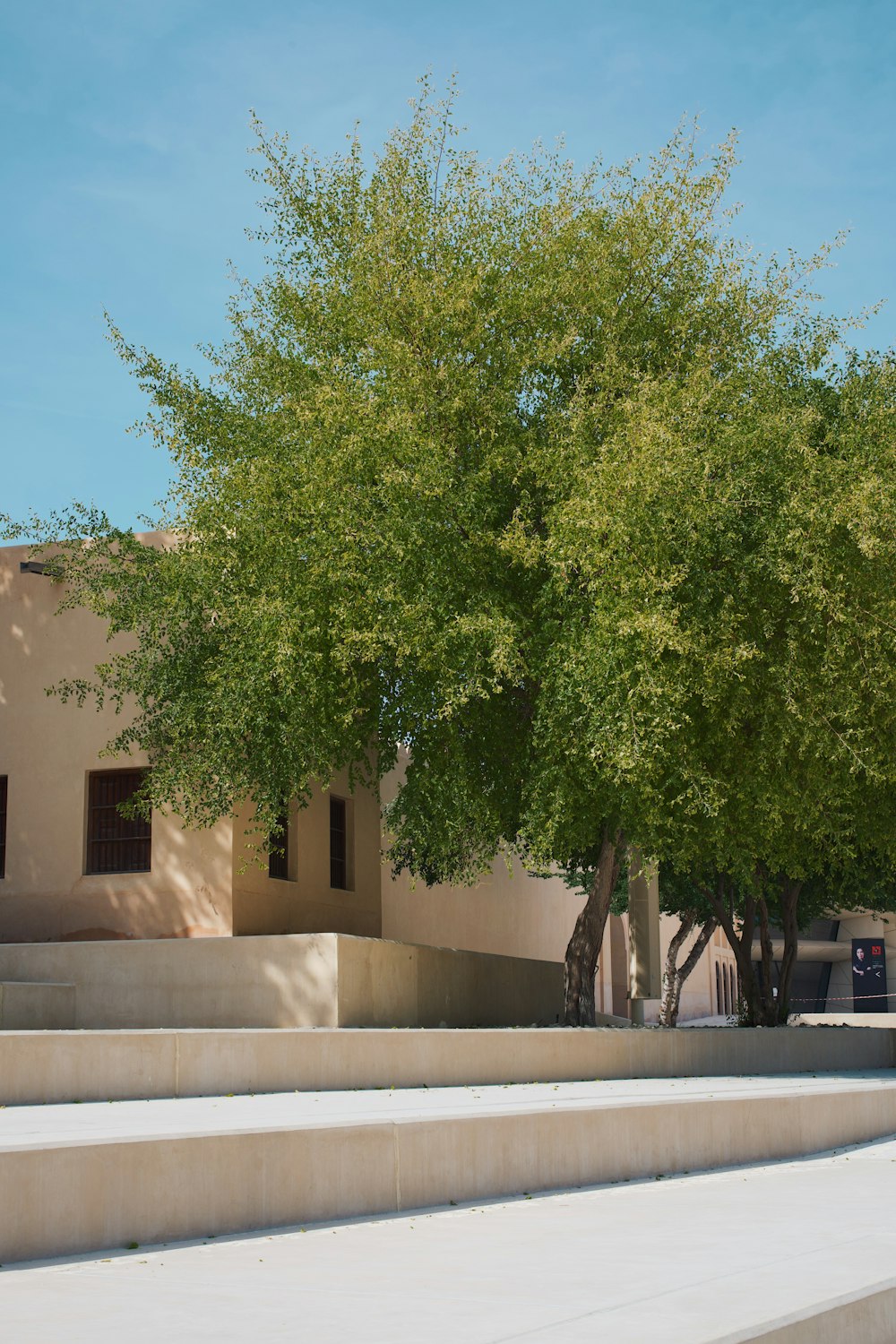 a large tree in front of a building