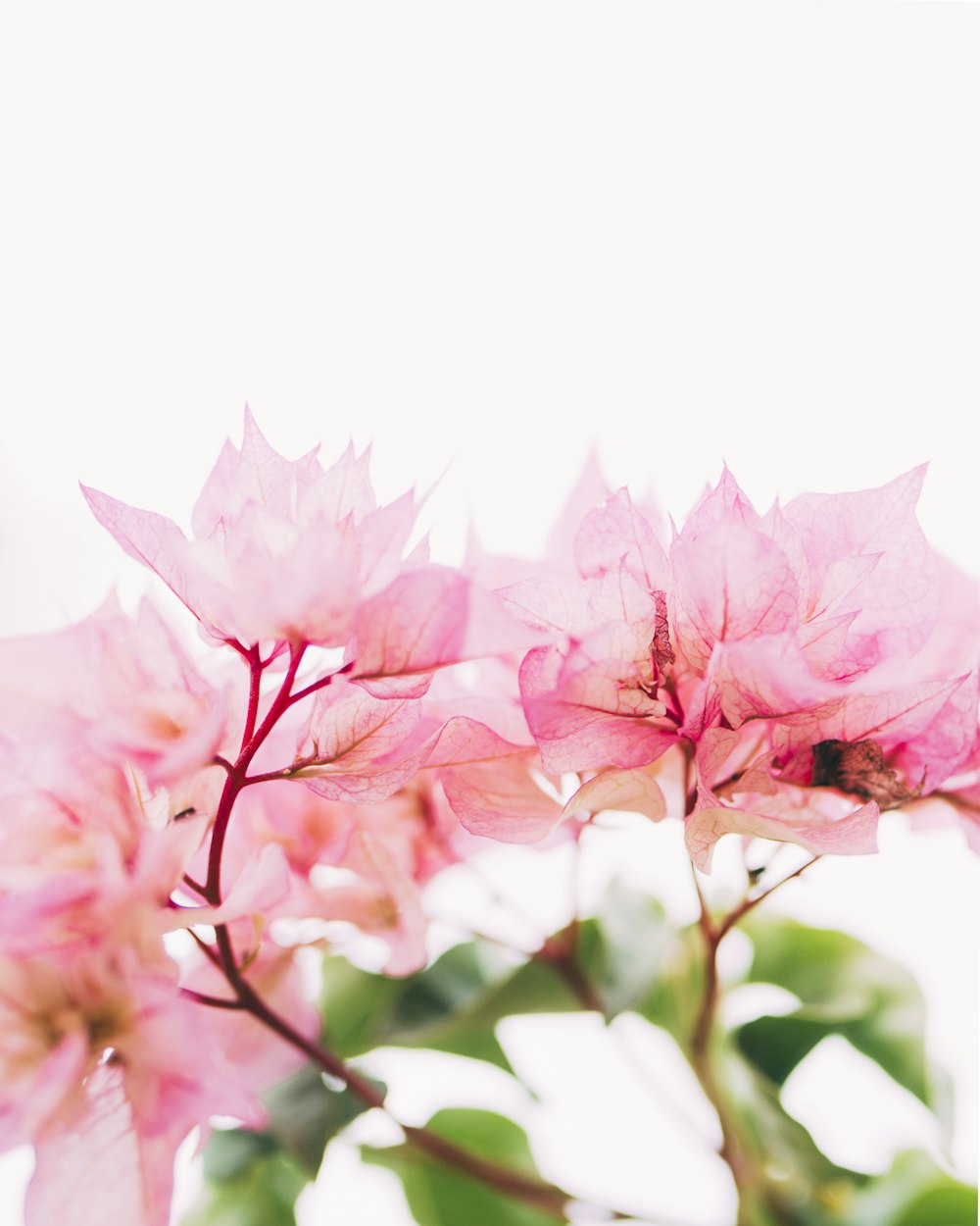 a close up of pink flowers on a tree