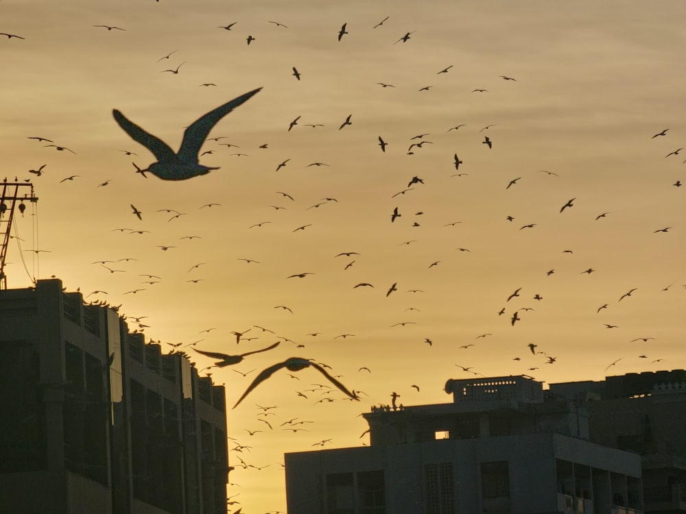 a flock of birds flying over a city at sunset