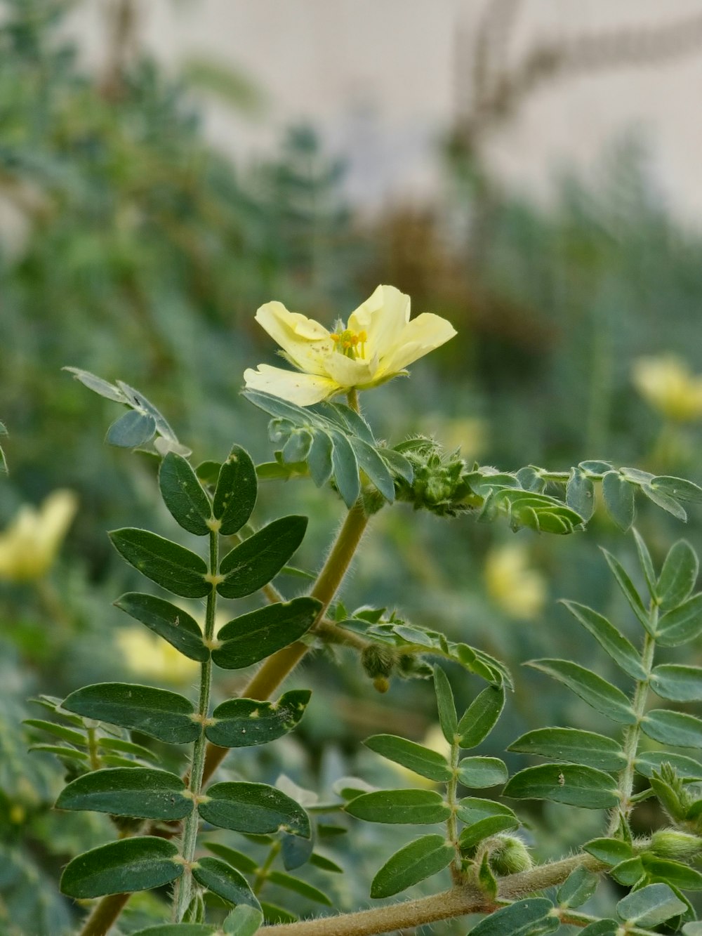 a yellow flower with green leaves in the foreground