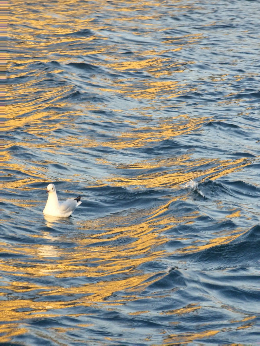 a seagull swimming in the water with a yellow reflection on the water