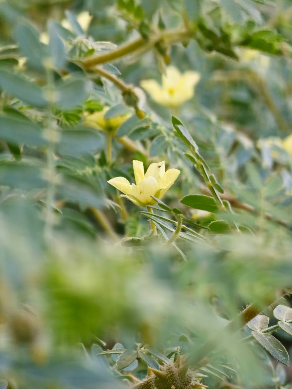 a yellow flower is growing in a bush