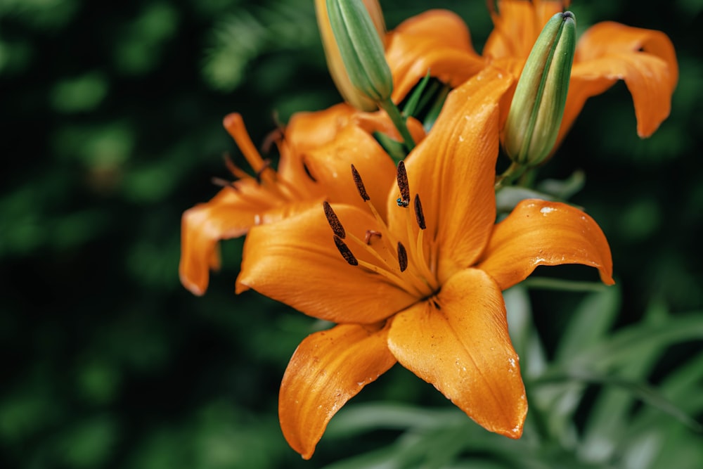 a group of orange flowers with water droplets on them