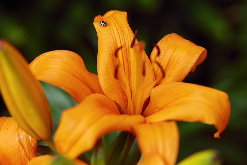 a close up of a yellow flower with green leaves