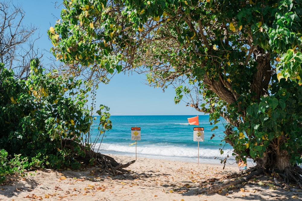 a view of a beach through some trees