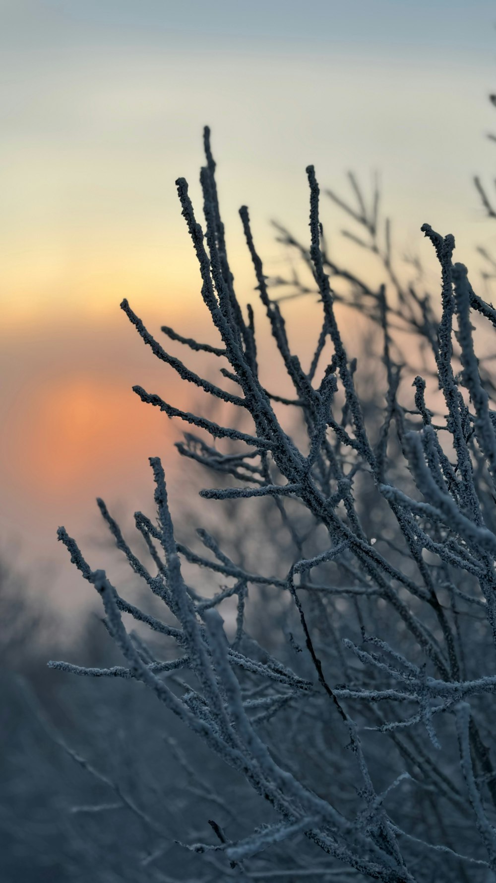 a close up of a tree branch with a sunset in the background