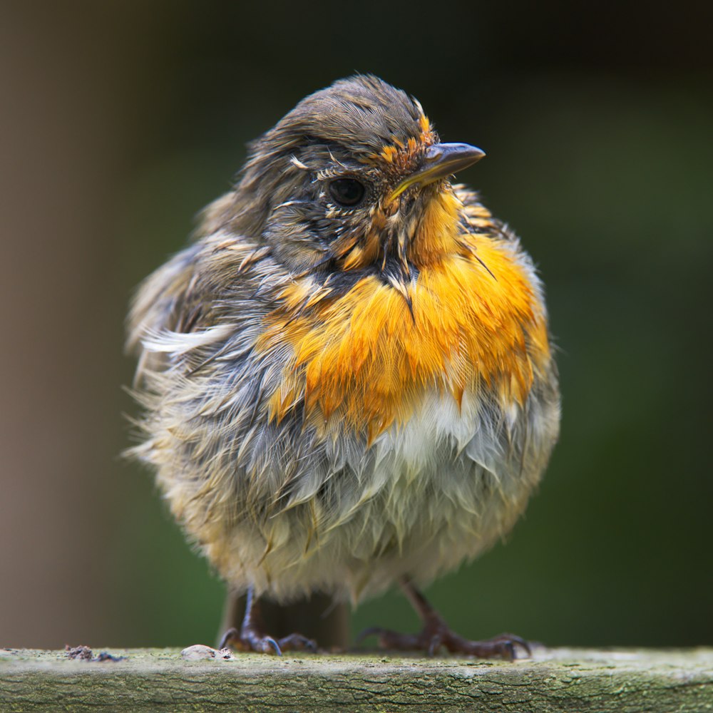 a small bird sitting on top of a piece of wood