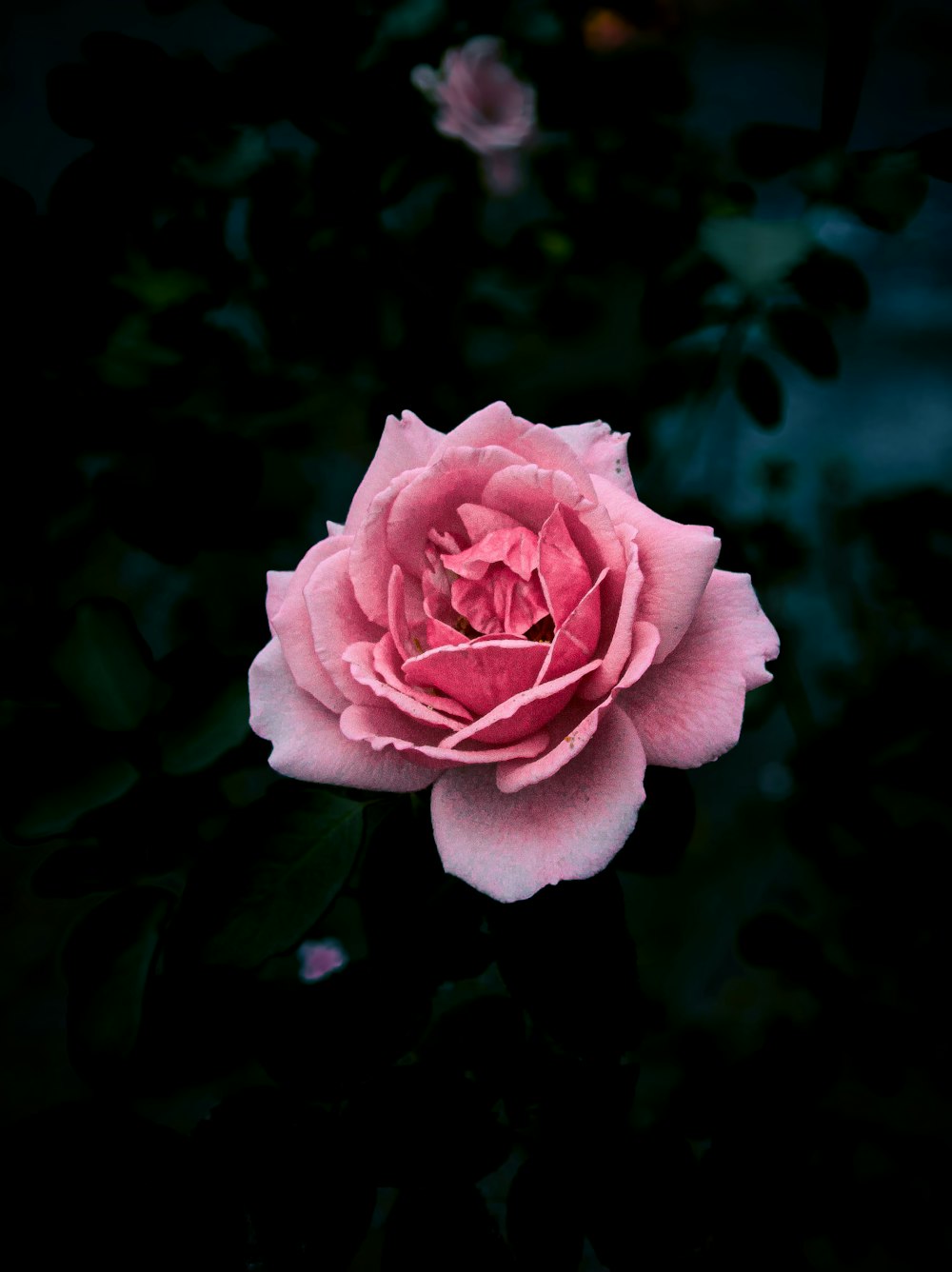 a pink rose is blooming in the dark