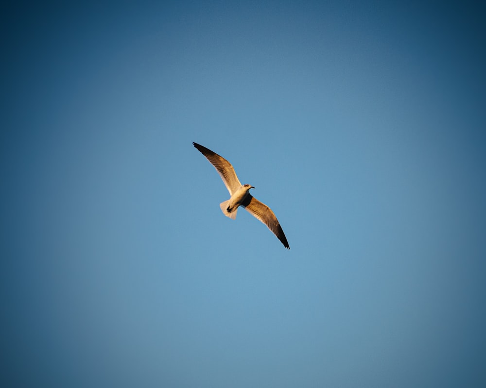 a large bird flying through a blue sky