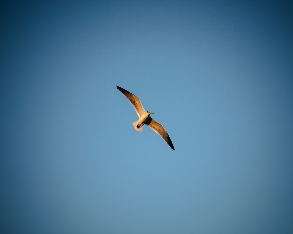 um grande pássaro voando através de um céu azul